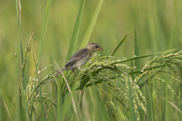 Baya Weaver (Ploceus philippinus) in the paddy field. The Baya Weaver is a social bird with yellow plumage and intricate nest-weaving skills, found in grasslands, fields, and wetlands.