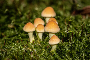 mushroom in the forest