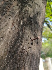 Vertical layout of Weathered rustic nail embedded in rough tree bark, showcasing nature's textures and the passage of time