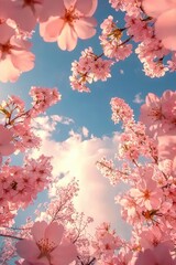 Spring Cherry Blossoms in Full Bloom Under Blue Sky