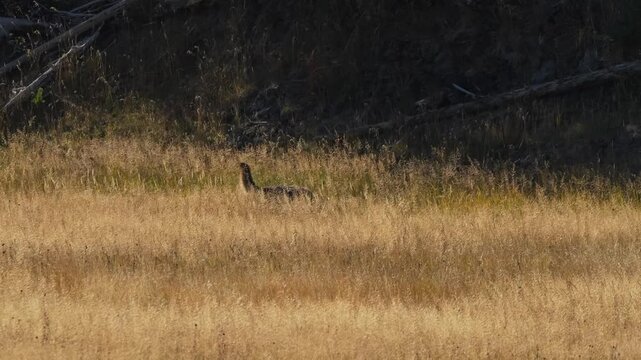 wild coyote (Canis latrans), also known as the American jackal, prairie wolf, or brush wolf hunting for prey amongst tall autumn grasses, Wyoming USA