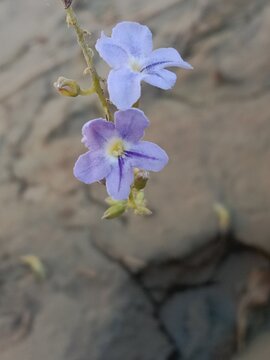 duranta erecta flower or golden dewdrop flower on the plant.flower of the pigeon berry or sky flower