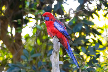 Crimson rosella bird, Platycercus elegans, Australian native parrot, red blue feathers plumage