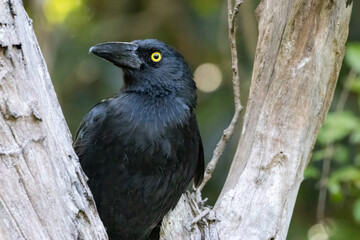Currawong bird, Australian native wildlife, yellow eyes