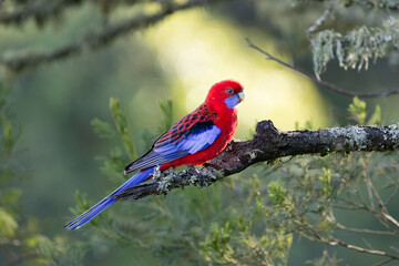 Crimson rosella bird, Platycercus elegans, Australian native parrot, red blue feathers plumage