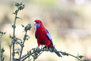 Crimson rosella bird, Platycercus elegans, Australian native parrot, red blue feathers plumage