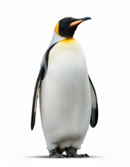 Fototapeta premium コウテイペンギンのポートレート（Emperor Penguin portrait on white background） 