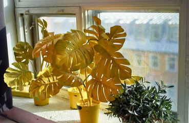 Yellow pots with yellow flowers. Image in one color. On the windowsill, natural color