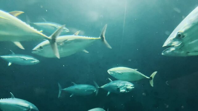 水槽内を回遊するクロマグロの群れ