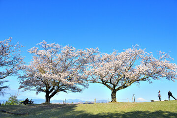 桜咲く早朝の吾妻山山頂で体操する人達