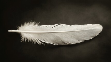 White feather on dark background, minimalist, AI-generative