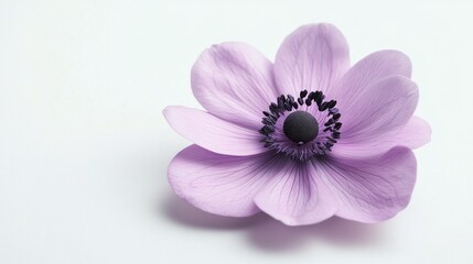 A single delicate pink anemone flower with black center on a white background.
