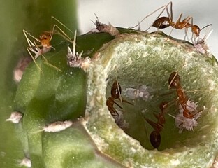 close up view of ants looking for food in cactus