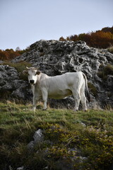 Jesienne kadry z pięknego Abruzzo, Italia.