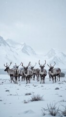 Obraz premium Photorealistic reindeer herd with peaceful mood, in a snowy tundra with snowflakes falling gently around them, amidst a vast open landscape with distant mountains, in soft natural daylight