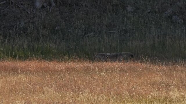 wild coyote (Canis latrans), also known as the American jackal, prairie wolf, or brush wolf hunting for prey amongst tall autumn grasses, Wyoming USA