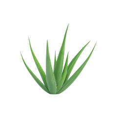 Fresh green aloe vera leaf isolated on a transparent background by AI generative