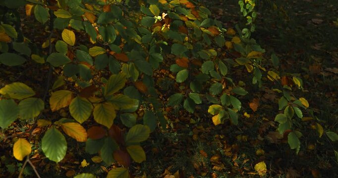 A branch  full of colorful autumn leaves, colorful trees in the background, sunny autumn park, 