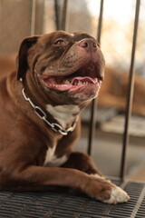 A close-up shot of a brown bulldog with a white patch on its chest, lying down in a kennel. The dog has a joyful expression, with its mouth open and tongue  