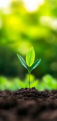 Fototapeta premium Fresh green plant sprouting from rich soil, representing growth and nature.