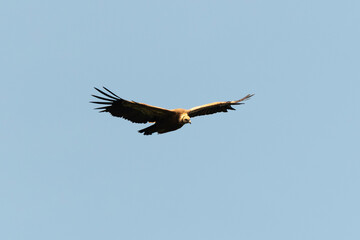Vautour fauve,