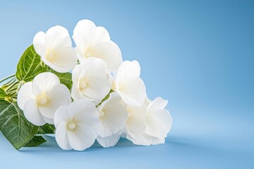 A delicate bouquet of white flowers against a soft blue background.