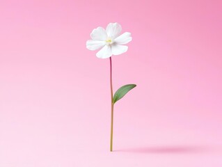 A delicate white flower standing tall against a soft pink background.