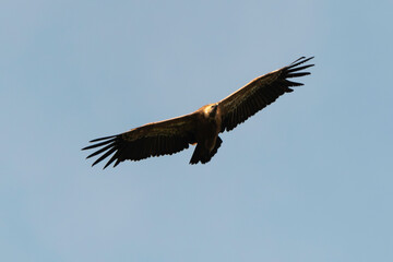 Vautour fauve,