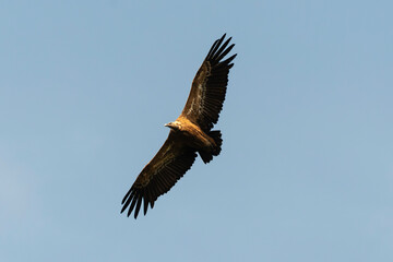 Vautour fauve,