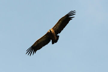 Vautour fauve,