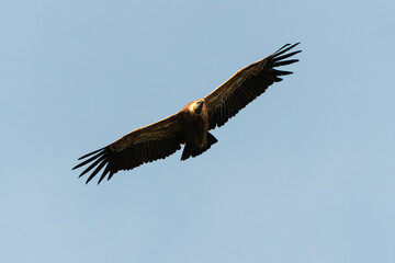 Vautour fauve,