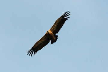 Vautour fauve,