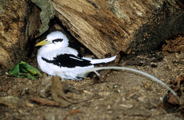 Phaeton à bec jaune, Paille en queue à bec jaune, Phaéton à bec jaune, nid, Phaethon lepturus, White tailed Tropicbi