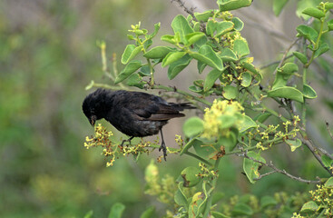 Pinson de Darwin térrestre, Géospize à bec moyen,.Geospiza fortis,  Medium Ground Finch, Galapagos