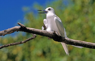 Gygis blanche, nid, oeuf,.Gygis alba, White Tern,  Seychelles
