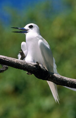 Gygis blanche, nid, oeuf,.Gygis alba, White Tern,  Seychelles