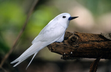 Gygis blanche, nid, oeuf,.Gygis alba, White Tern,  Seychelles