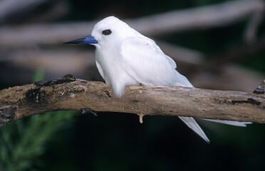 Gygis blanche, nid, oeuf,.Gygis alba, White Tern,  Seychelles