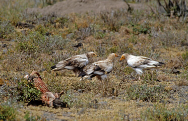 Vautour percnoptère , Percnoptère d'Égypte,.Neophron percnopterus, Egyptian Vulture