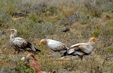 Vautour percnoptère , Percnoptère d'Égypte,.Neophron percnopterus, Egyptian Vulture