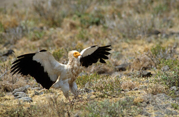 Vautour percnoptère , Percnoptère d'Égypte,.Neophron percnopterus, Egyptian Vulture