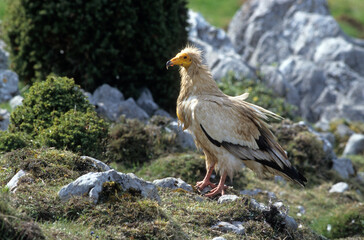 Vautour percnoptère , Percnoptère d'Égypte,.Neophron percnopterus, Egyptian Vulture