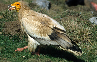 Vautour percnoptère , Percnoptère d'Égypte,.Neophron percnopterus, Egyptian Vulture