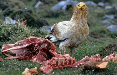 Vautour percnoptère , Percnoptère d'Égypte,.Neophron percnopterus, Egyptian Vulture