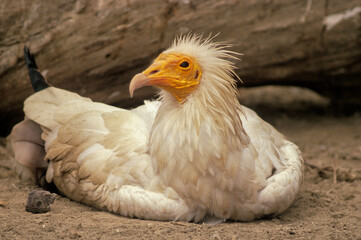 Vautour percnoptère , Percnoptère d'Égypte, nid, Neophron percnopterus, Egyptian Vulture