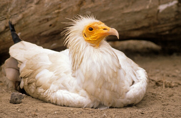 Vautour percnoptère , Percnoptère d'Égypte, nid, Neophron percnopterus, Egyptian Vulture