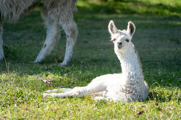 Fototapeta premium Hermosa llama bebe con pelaje color blanco tendida en el suelo