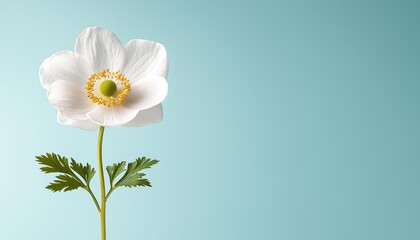 Delicate white flower on a simple blue background, showcasing natural beauty and elegance.