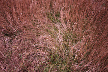 Herbs, dread flowers, back ground, Bark of a tree, macro, texture