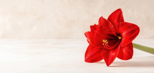 Vibrant red amaryllis flower on a soft textured background, showcasing its stunning petals and intricate details.